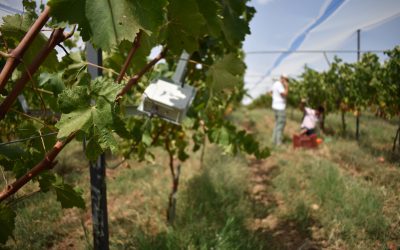 Μετρήσεις για τον υπολογισμό του αποτυπώματος άνθρακα ενός αμπελώνα